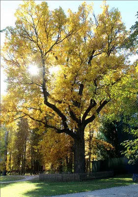 Абрамцевский дуб обследовали специалисты – Деревья – памятники живой природы