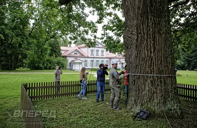 Обследование дерева №255 (Абрамцевский дуб) – Деревья – памятники живой  природы