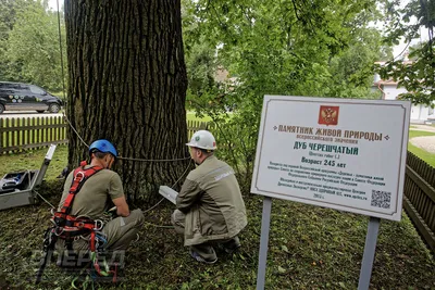 Абрамцевский дуб прошёл обследование | Газета «Вперёд» Сергиев Посад | Дзен