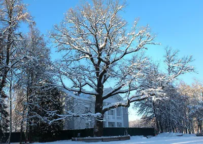 Дуб, растущий в подмосковной усадьбе Абрамцево, назвали «Российским деревом  года» – Деревья – памятники живой природы