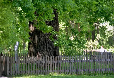 Абрамцевский дуб прошёл обследование – Деревья – памятники живой природы