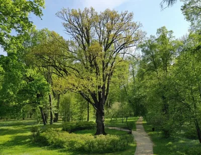 Тургеневский дуб может стать «деревом года» — Спасское-Лутовиново