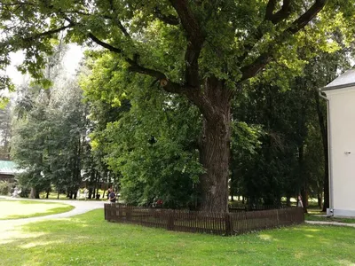 Абрамцевский дуб уступил дереву из Венгрии