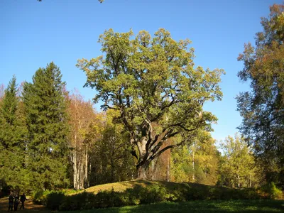 Абрамцевский дуб-исполин: интересные факты о российском дереве года