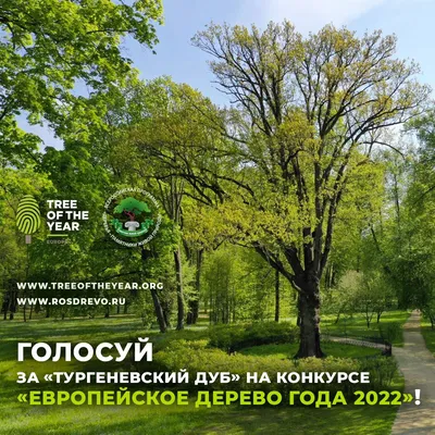 Отдайте свой голос за Тургеневский дуб / Министерство природных ресурсов,  лесного хозяйства и экологии Новгородской области