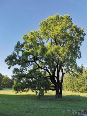 Тургеневский дуб — «Российское дерево года – 2021» — Спасское-Лутовиново