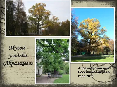 Уникальный дуб из Подмосковья претендует на звание «Российское дерево года  2021»