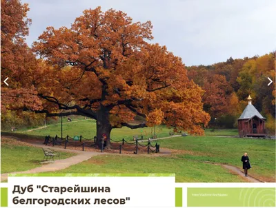 Где растёт дуб Кота учёного: топ-7 удивительных деревьев России - Статьи и  репортажи РГО