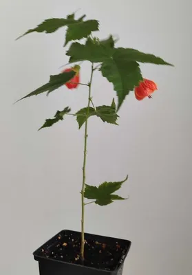 Абутілон. Кімнатний клен. Abutilon. (ID#1849089141), цена: 640 ₴, купить на  Prom.ua