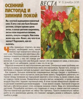 Абутилон «Органза», смесь, 10 шт. - Выгодно в АгроБум