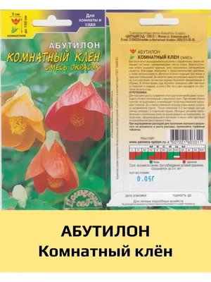 Абутилон комнатный клен