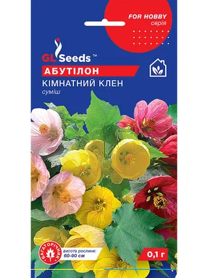Коллекции растений ЦСБС СО РАН - Abutilon Mill. cv.Variegata – Абутилон  cv.Variegata
