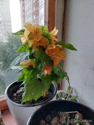 Абутилон комнатный клён. Цена 400руб. 89241143247 ватсап. Железнодорожный  район. | Instagram