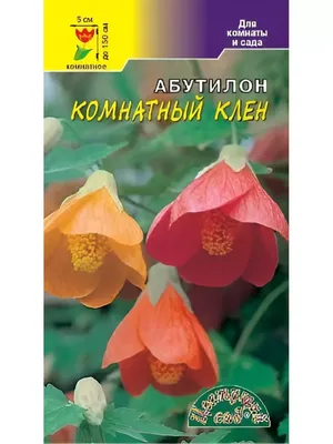 Чудеса творения прославляют Бога - Абутилон / комнатный клён | Facebook