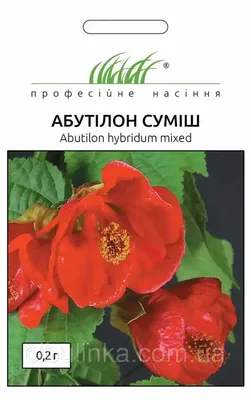 Семена Абутилон (комнатный клён) смесь 0,2г ТМ Професійне насіння  (ID#1295752442), цена: 16 ₴, купить на Prom.ua