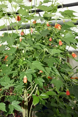 https://adenium-doma.ru/shop/412/desc/abutilon-hybridum-mixed
