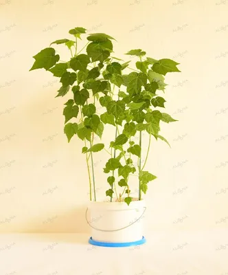 File:Abutilon-1.jpg - Wikipedia