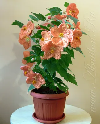 Энциклопедия комнатных растений: Abutilon - Абутилон, комнатный клен