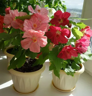 Abutilon: Cross-pollination, breeding, propagation: May 2015