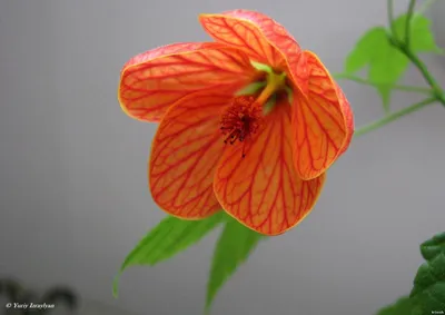Plantorama