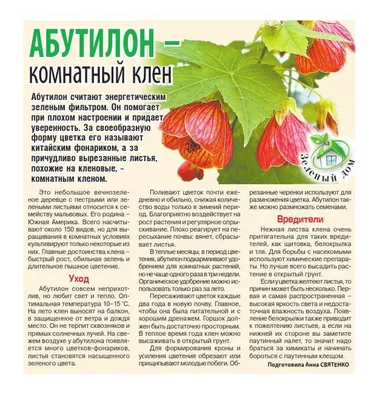 Мои цветы Часть 1 Абутилон Комнатный клен: Персональные записи в журнале  Ярмарки Мастеров