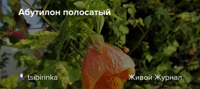Абутилон | ВКонтакте