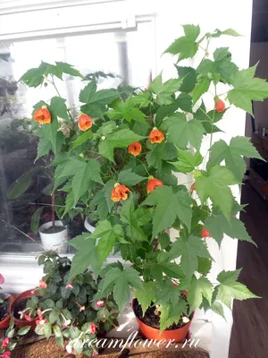https://tsibirinka.livejournal.com/2122647.html