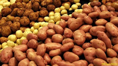 Домашний картофель сорт ''Адретта'', цена 0.55 р. купить в Минске на Куфаре  - Объявление №210654804
