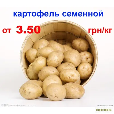 Адретта - Norika Украина