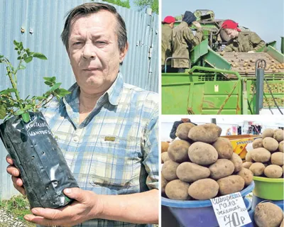 Продам КУПИТЬ картофель семенной, Черниговская обл., Картофель — Agrotorg