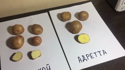 Семена Картофеля Адретта – купить в интернет-магазине OZON по низкой цене