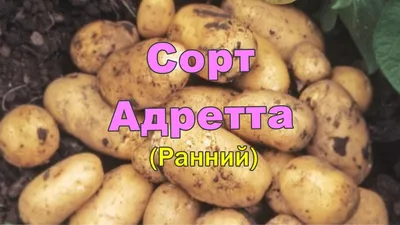 Адретта, Коломбо… - от 30 до 90 рублей стоит картофель в Хабаровске |  Газета \"Тихоокеанская звезда\"