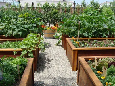 Красивая грядка: 18 способов украшения огорода - Organic Mix