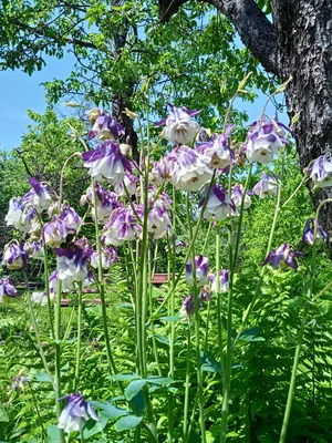 Аквилегия обыкновенная (Aquilegia vulgaris `Barlow Bordeaux`) - Аквилегия  обыкновенная - Аквилегия - Многолетние цветы - Библиотека -  LESKOVO-PITOMNIK.ru