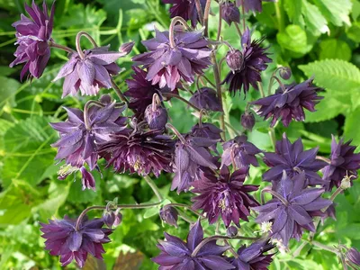 Саженцы Аквилегия гибридная \"Aquilegia\" из питомника растений Гринстрана  купить по цене от 450 рублей | Описание, фото, доставка, консультация —  Гринстрана.ру