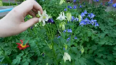 Аквилегия фиолетовая Барлоу купить в Подмосковье ⋆ blumgarden.ru