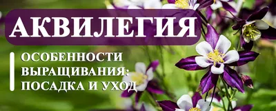 Семена Аквилегия \"Аэлита\" Фокстрот, смесь сортов 0,1г в интернет-магазине 7  семян