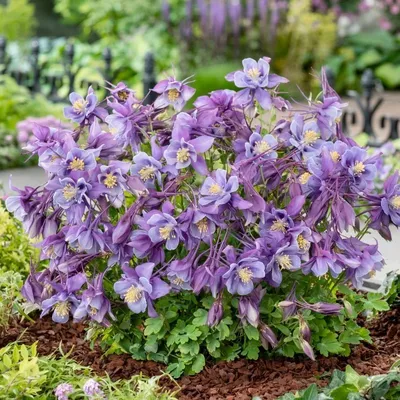 Аквилегия Пинк Барлоу купить саженцы в blumgarden.ru