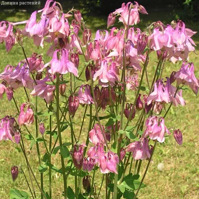 Водосбор (Аквилегия). Aquilegia - YouTube
