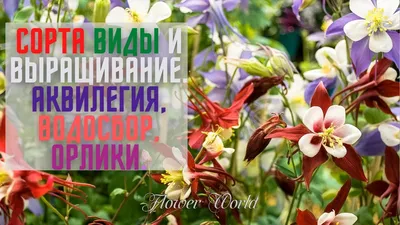 Саженцы аквилегии многолетней - купить в Санкт-Петербурге в каталоге  SlavUsadba.ru