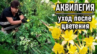 Водосбор (аквилегия): фото, описание цветка, где растет. Как выглядит  аквилегия