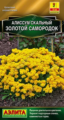 Алиссум (Лобулярия) Свити бронзовая 15 шт. серия Элитная клумба купить  оптом в Томске по цене 15,62 руб.