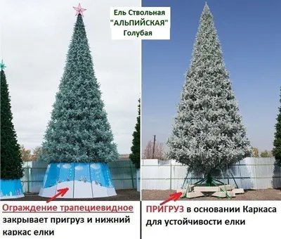 Сосна уличная \"Альпийская\" с Белыми кончиками 6 м купить в СПб
