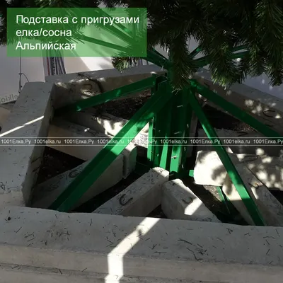 Сосна ствольная «АЛЬПИЙСКАЯ» хвоя ЛЕСКА с белыми кончиками