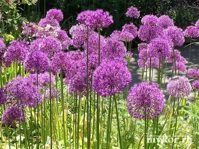 Allium Schoenoprasum Альпийский Лук На Пизоле — стоковые фотографии и  другие картинки Альпийский климат - Альпийский климат, Без людей, Бодяк -  iStock