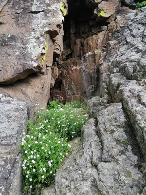 Allium Schoenoprasum Альпийский Лук На Пизоле — стоковые фотографии и  другие картинки Альпийский климат - Альпийский климат, Без людей, Бодяк -  iStock