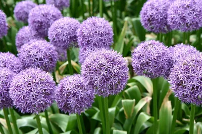 Allium schoenoprasum L. - Лук скорода - Полярно-альпийский ботанический  сад-институт им. Н.А. Аврорина