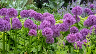 Allium atrosanguineum Schrenk- Лук черно-красный - Полярно-альпийский  ботанический сад-институт им. Н.А. Аврорина