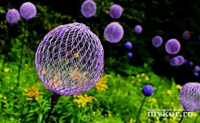Лук анзур – полезный и декоративный