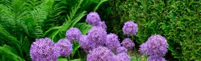 Гренки Фишка со вкусом альпийской сметаны с луком 120 г - отзывы  покупателей на маркетплейсе Мегамаркет | Артикул: 100024355730